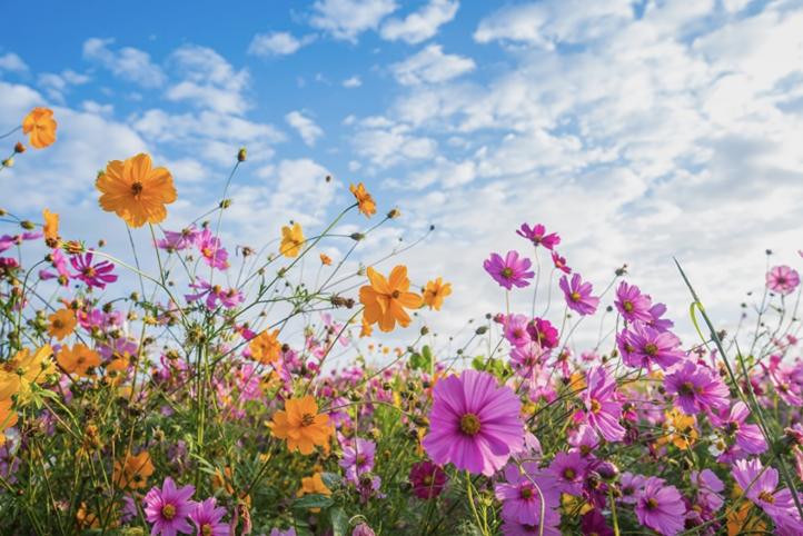 et felt med fargerike blomster